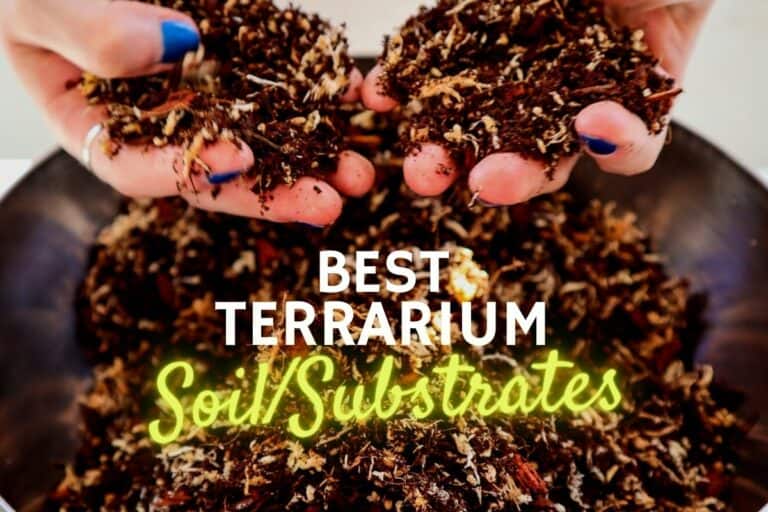 Terrarium soil & substrates