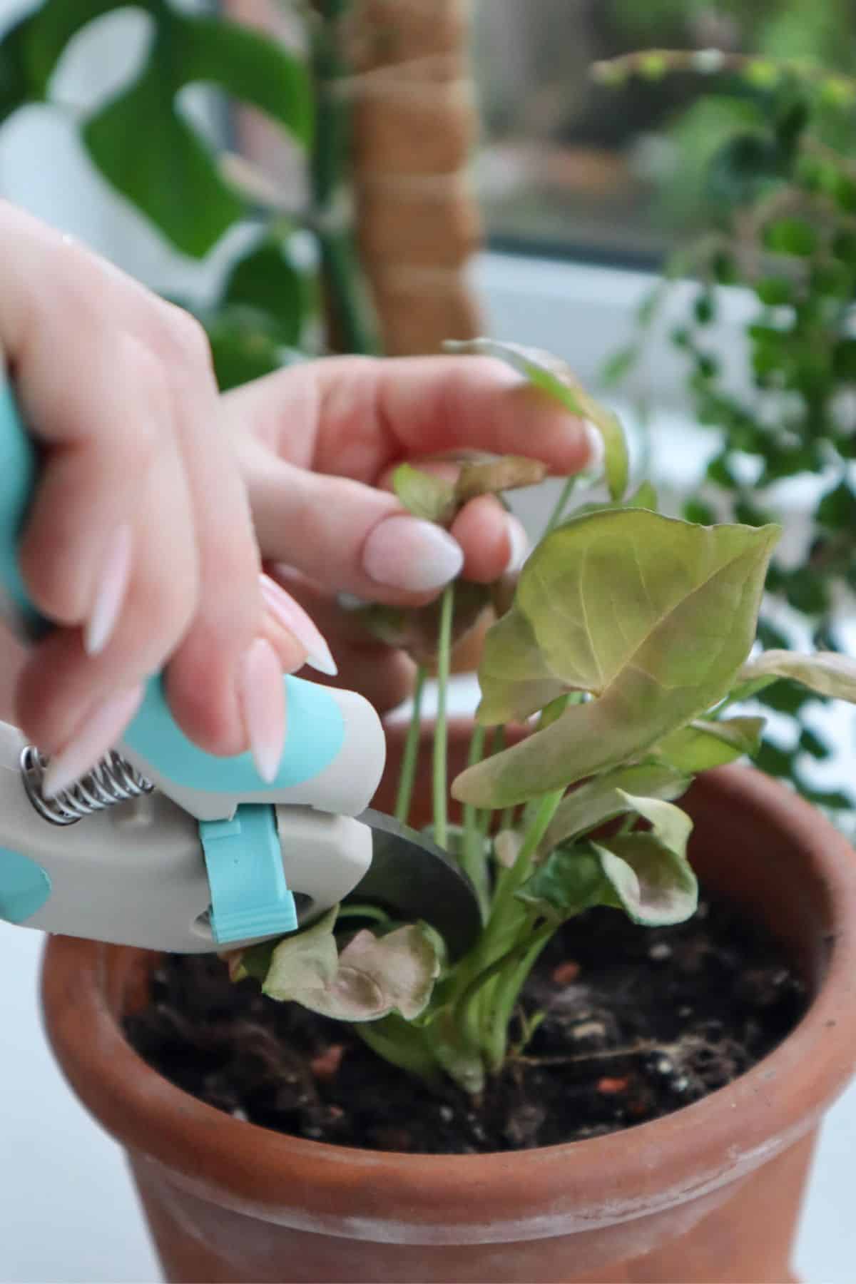 secateurs and hands taking a Syngonium cutting