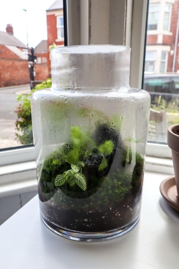 terrarium plants