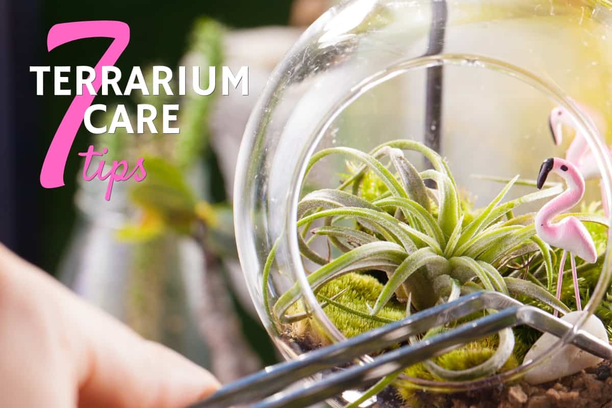 terrarium plants