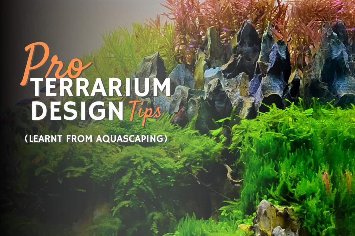 Learn These Pro Terrarium Design Skills to Level up Your Game! - Terrarium  Tribe