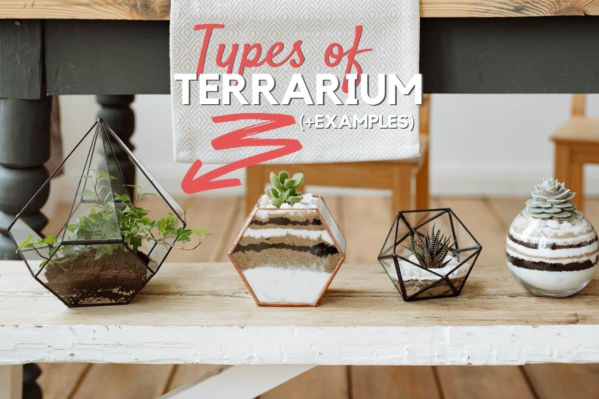 low care terrarium plants