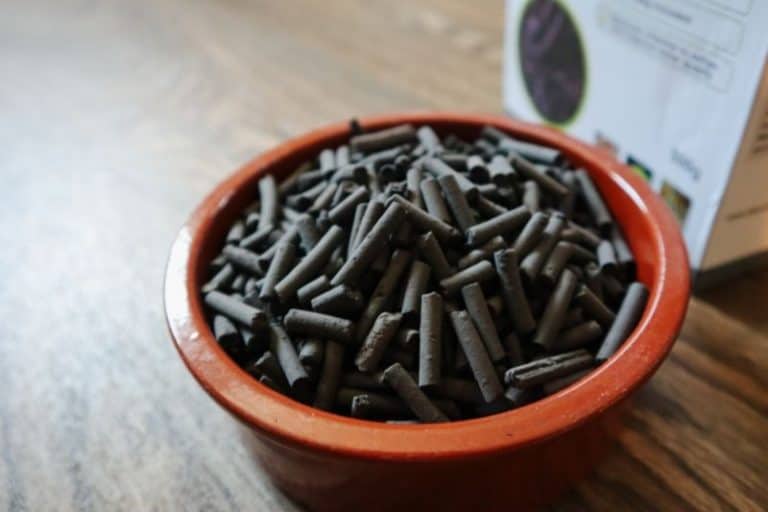 What Is a Terrarium False Bottom? (And Do You Need One?)