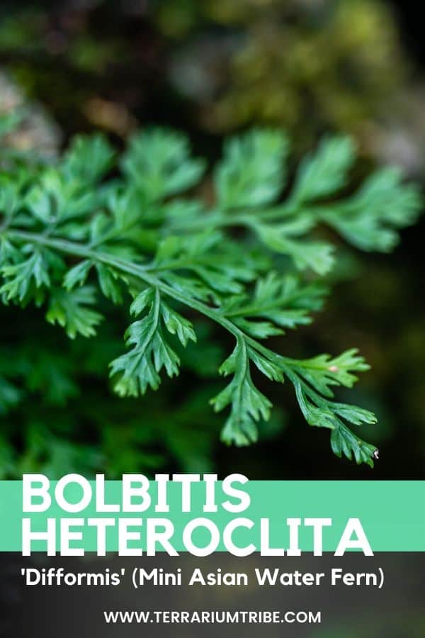 Bolbitis Heteroclita 'Difformis'