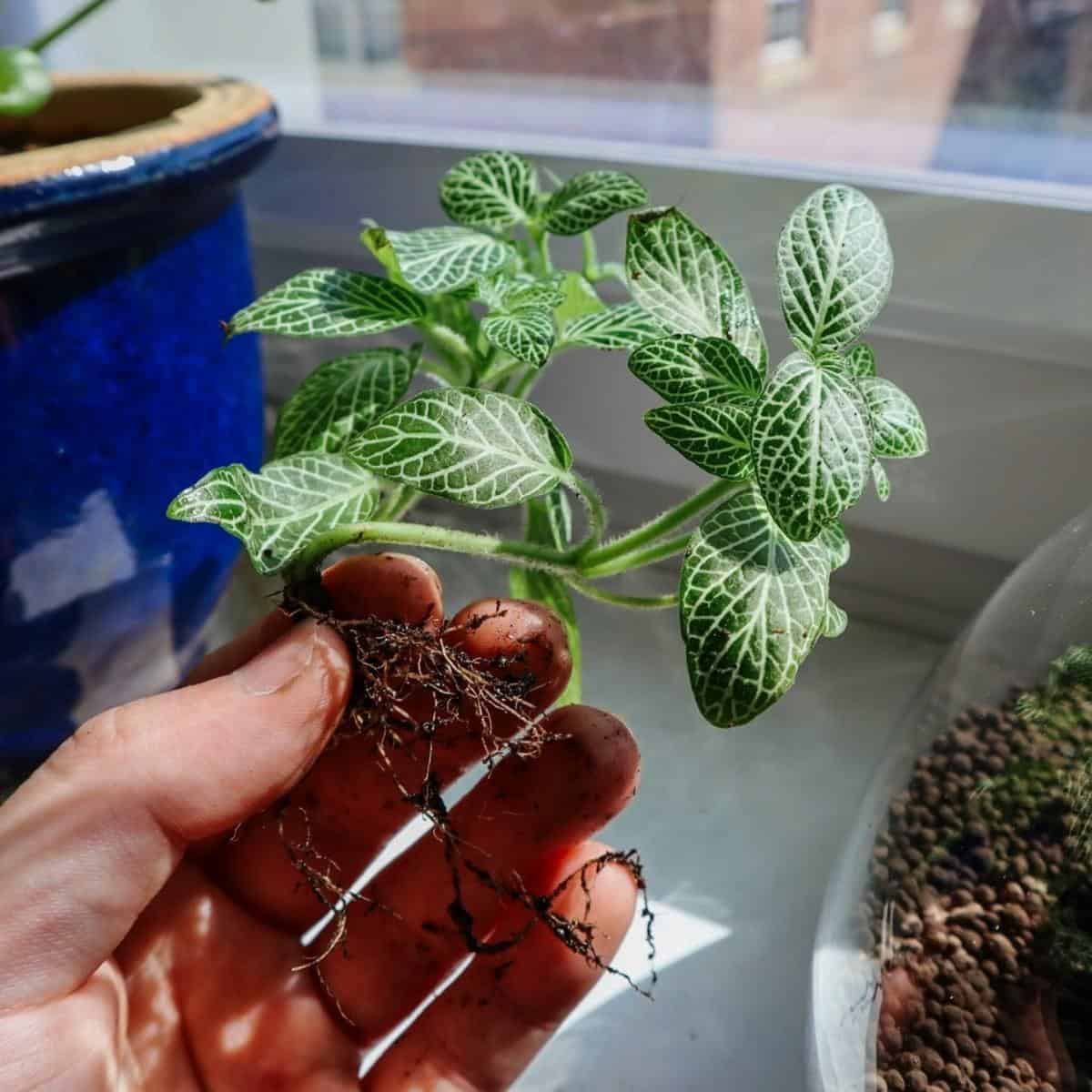 Le piante giuste per il terrario  Edera,Ficus ginseg,Fittonia- If