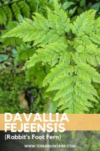 Davallia Fejeensis (Rabbit's Foot Fern)