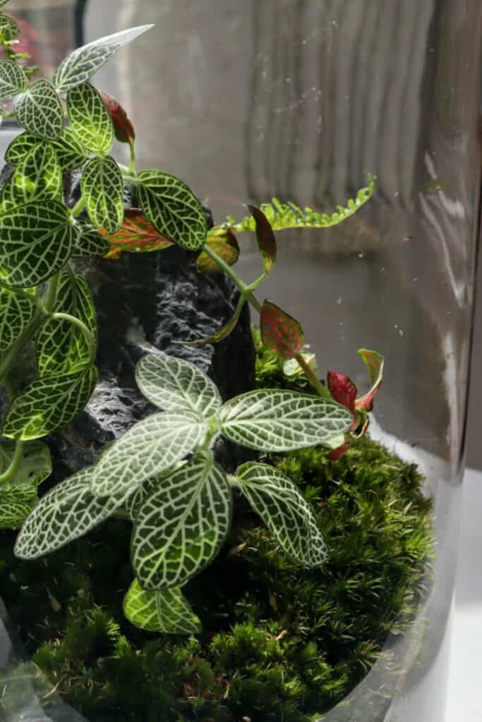 How to Grow the Nerve Plant (Fittonia Care Guide)