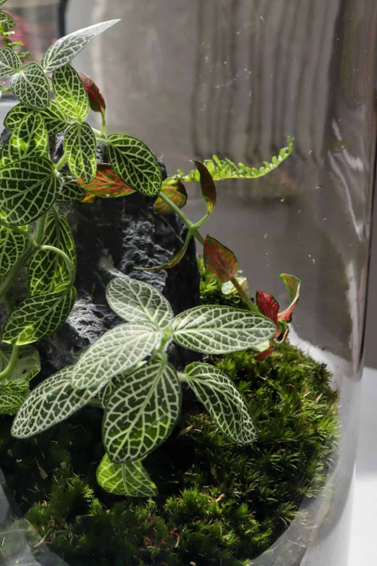 Fittonia terrarium with nerve plants