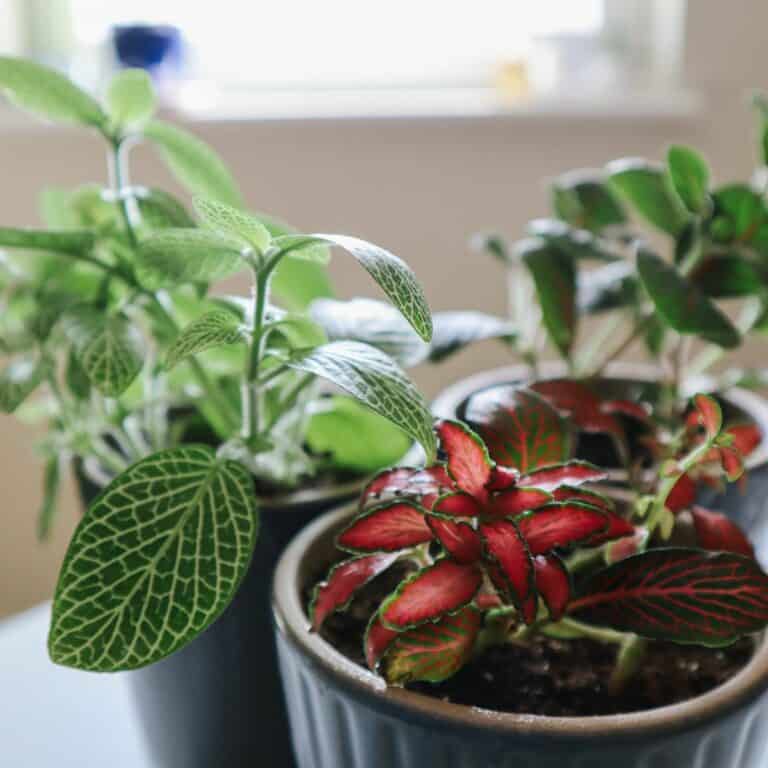 How to Grow the Nerve Plant (Fittonia Care Guide)
