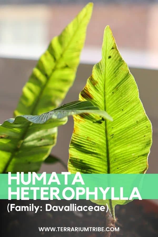 Humata heterophylla: How to Grow the Vining Fern - Terrarium Tribe