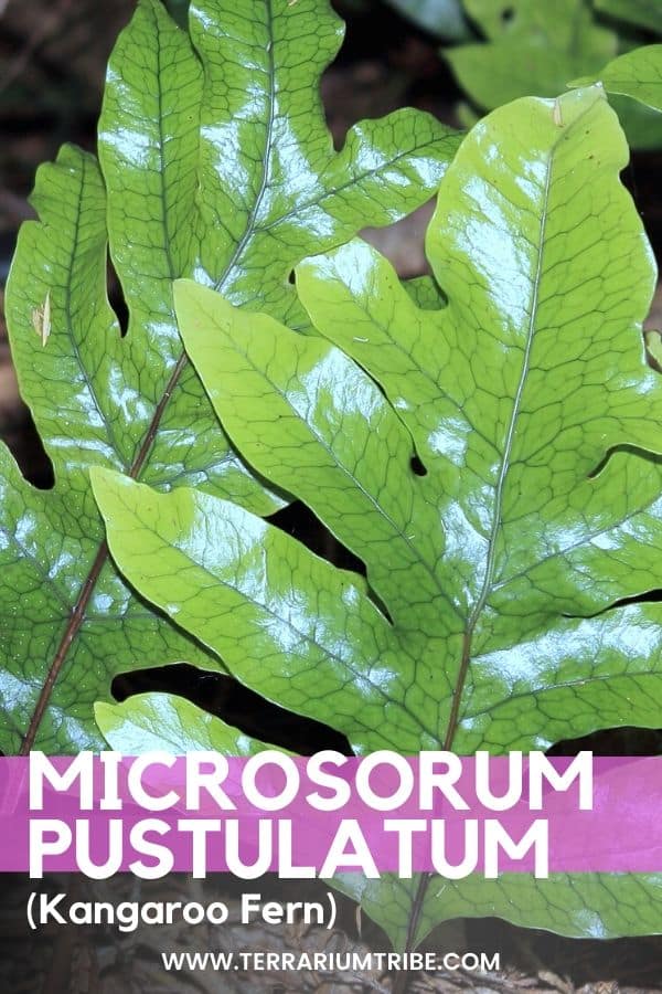 How to Grow the Kangaroo Fern (Microsorum pustulatum) - Terrarium Tribe