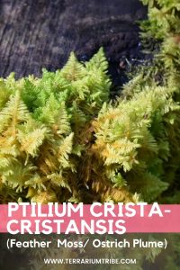 Ptilium crista-cristansis (Feather Moss)