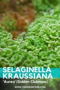 Selaginella Kraussiana 'Aurea' (Golden Clubmoss)