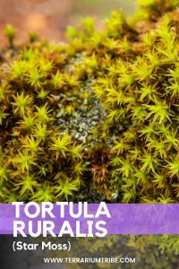 Tortula Ruralis (Star Moss)