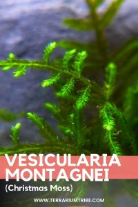 Vesicularia Montagnei (Christmas Moss)