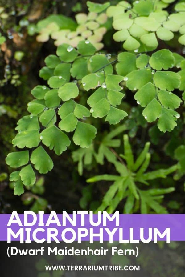 maidenhair fern terrarium