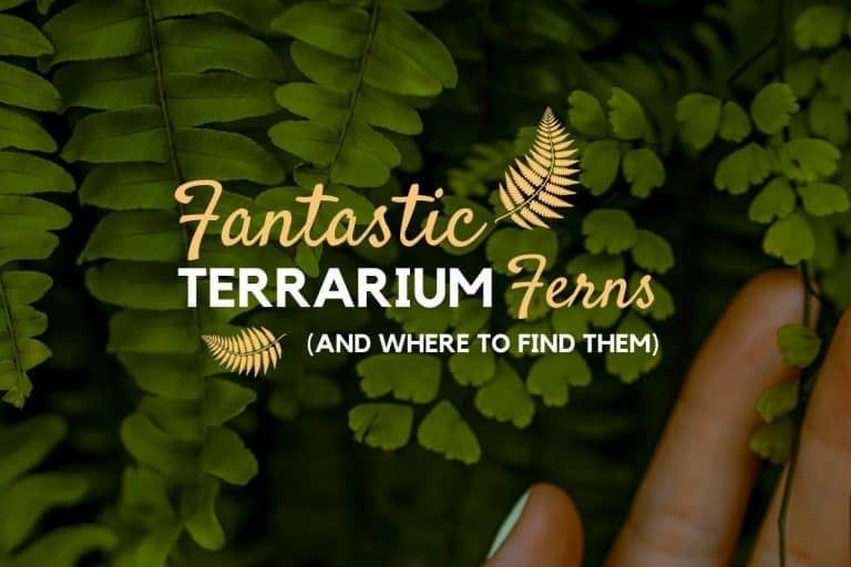 Terrarium Ferns