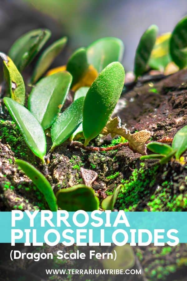 Pyrrosia piloselloides: Legends of the Dragon Scale Fern - Terrarium Tribe