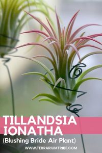 Tillandsia Ionatha (Blushing Bride Air Plant)