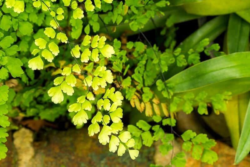 Adiantum