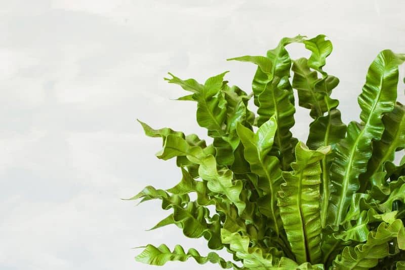 Asplenium