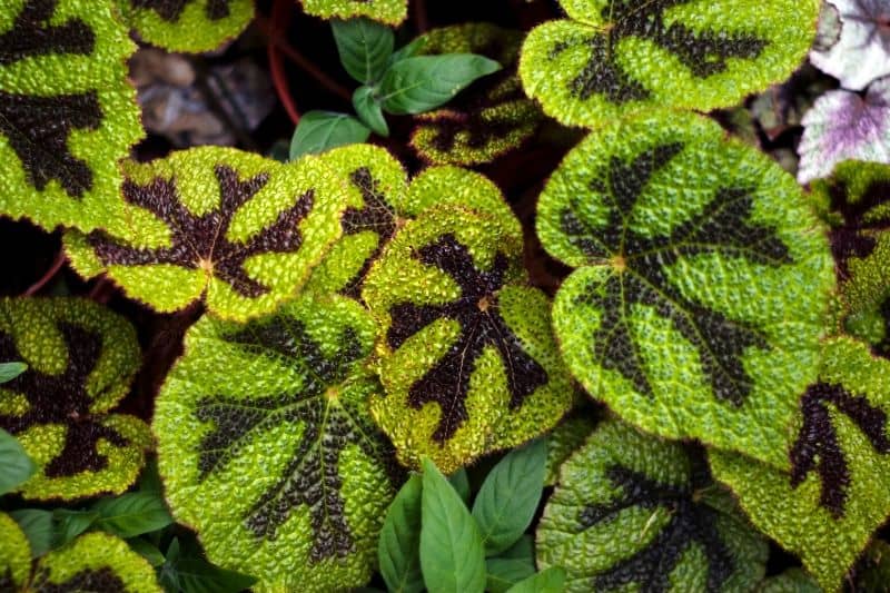 Begonia