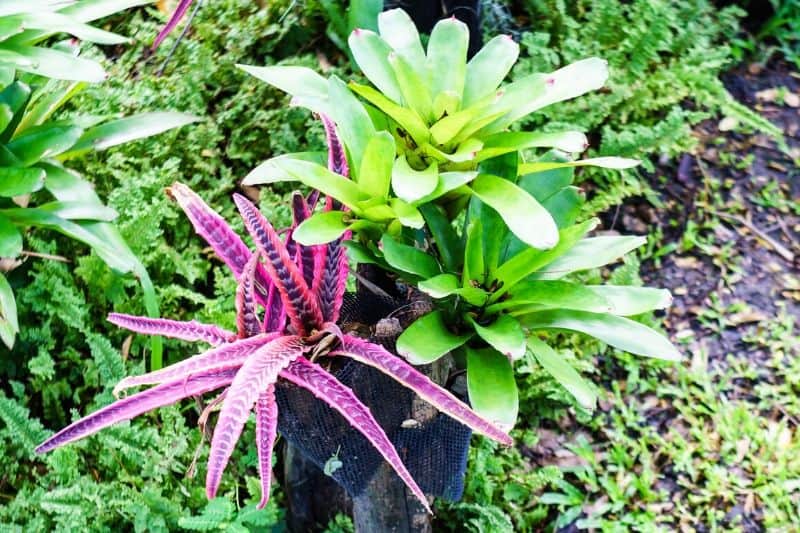 bromeliad