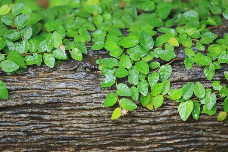 Ficus