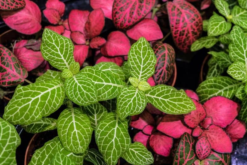 Fittonia