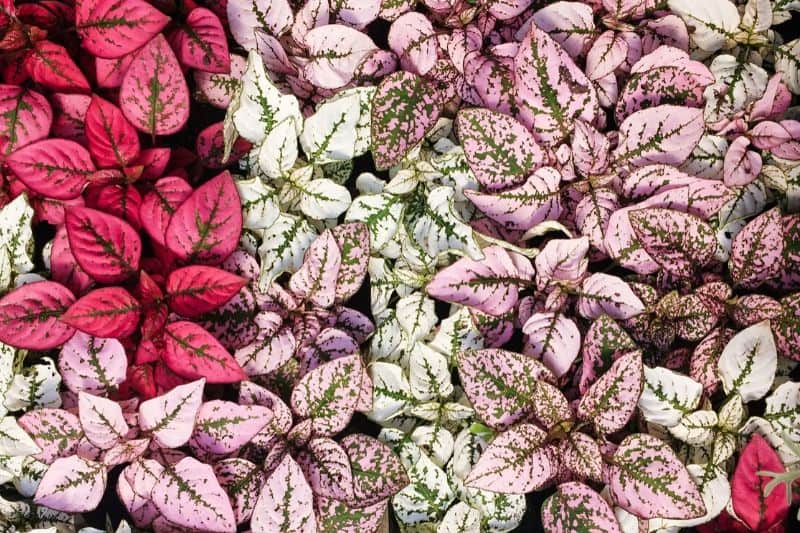 Hypoestes