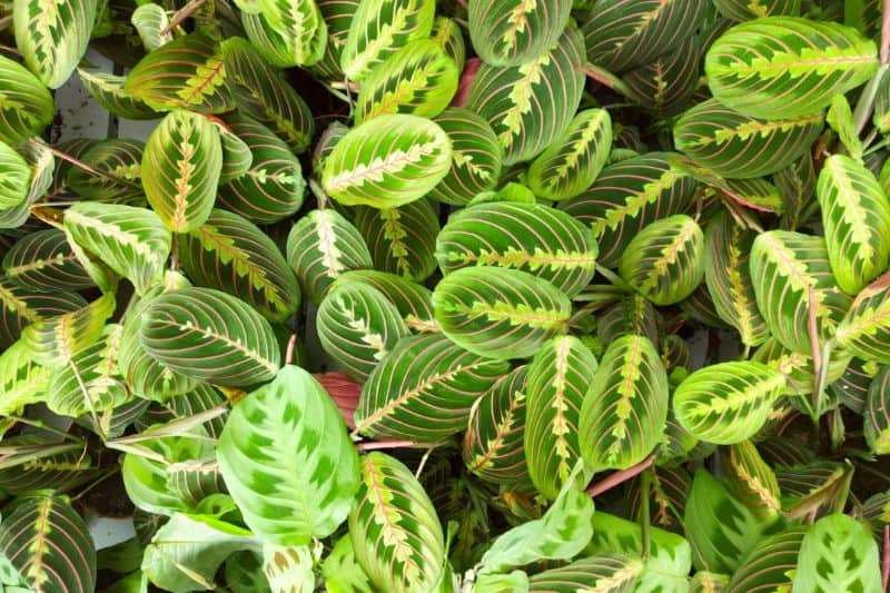Maranta