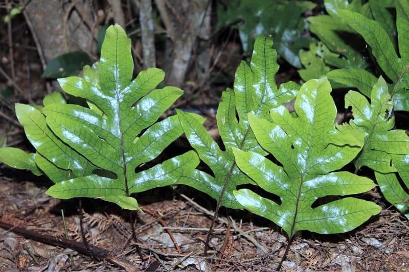 Microsorum