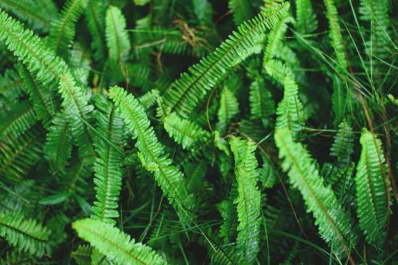 Nephrolepis