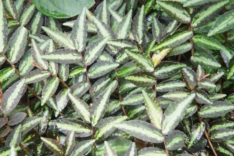 Pellionia repens