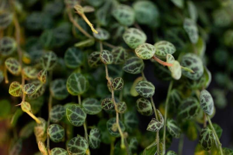 Peperomia