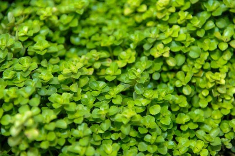 Pilea