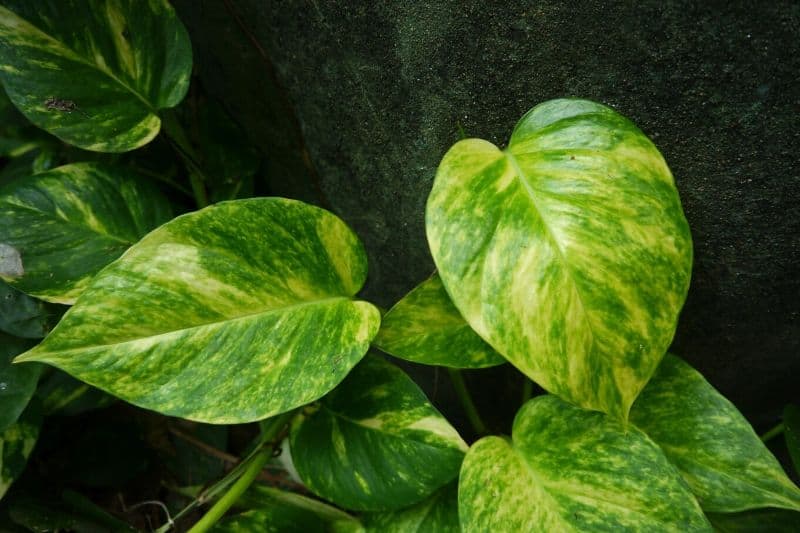 Epipremnum