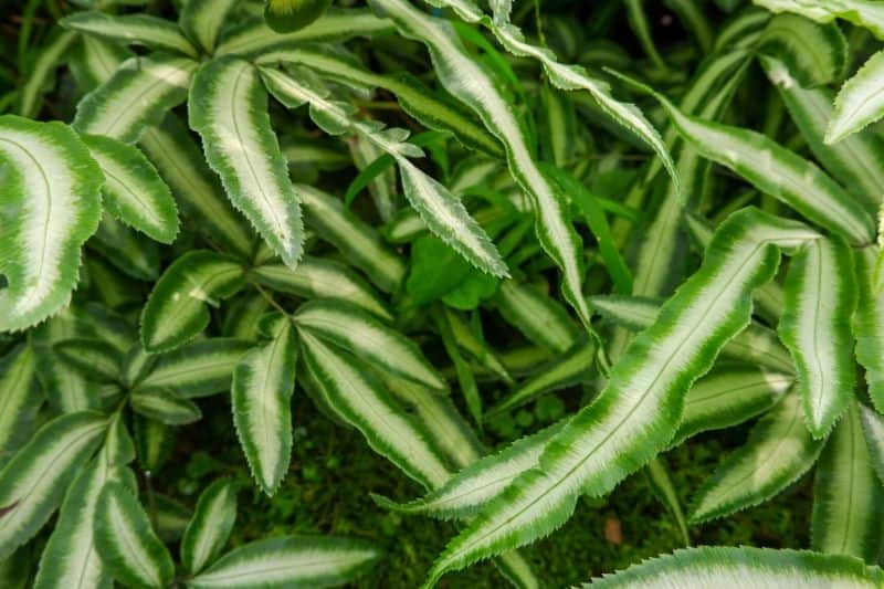 Pteris