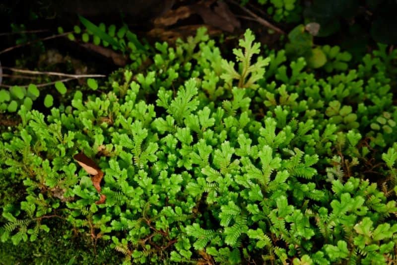 Selaginella