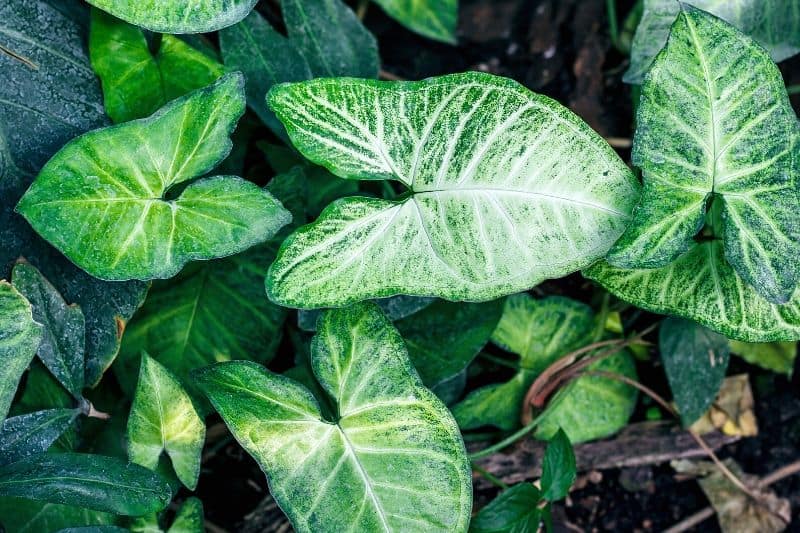Syngonium