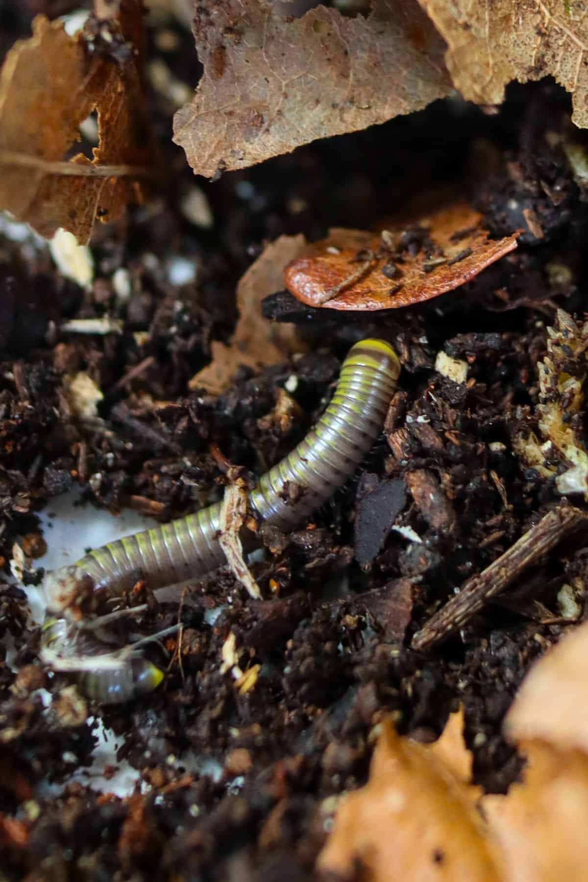 bumblebee millipede