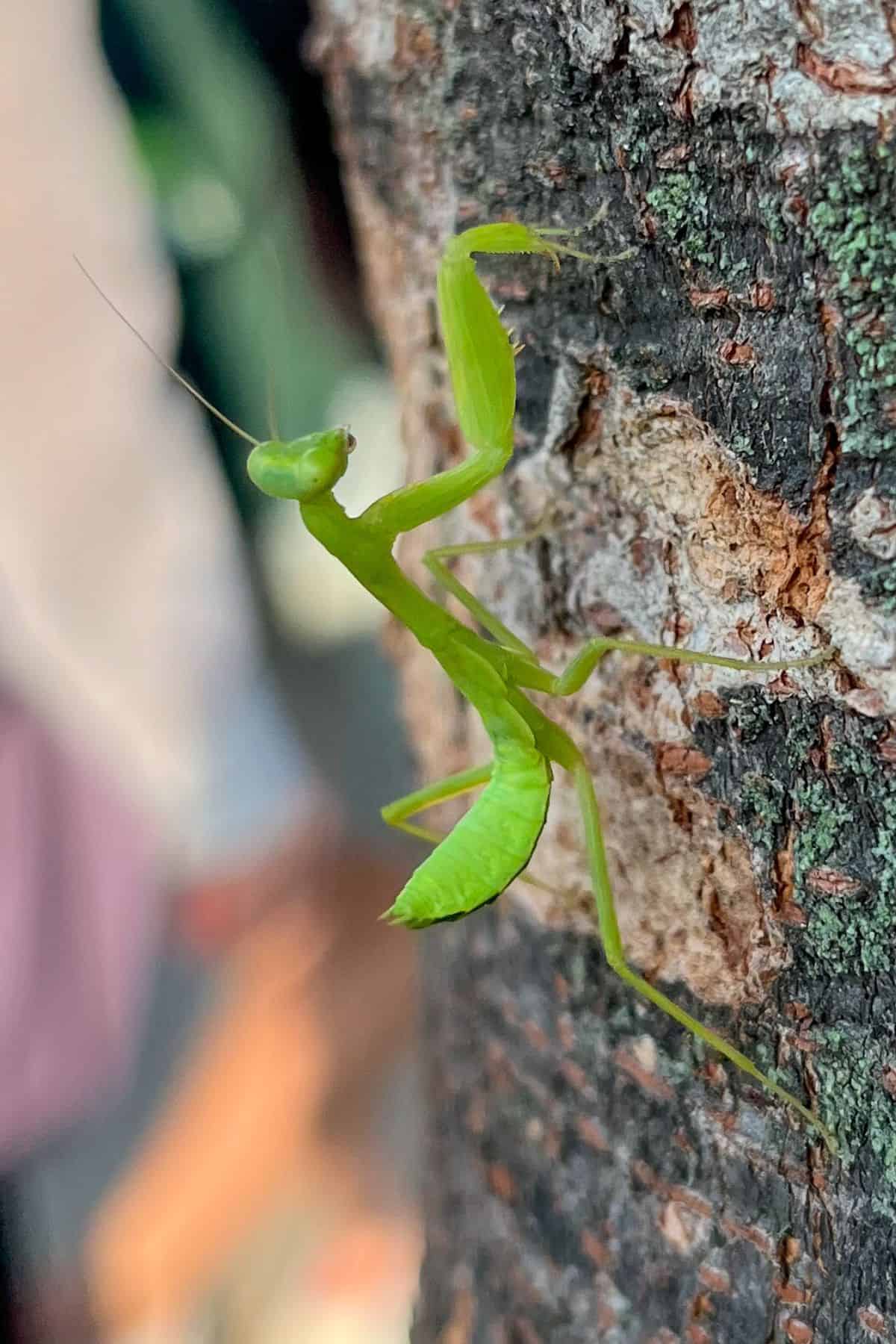 praying mantis on a tree