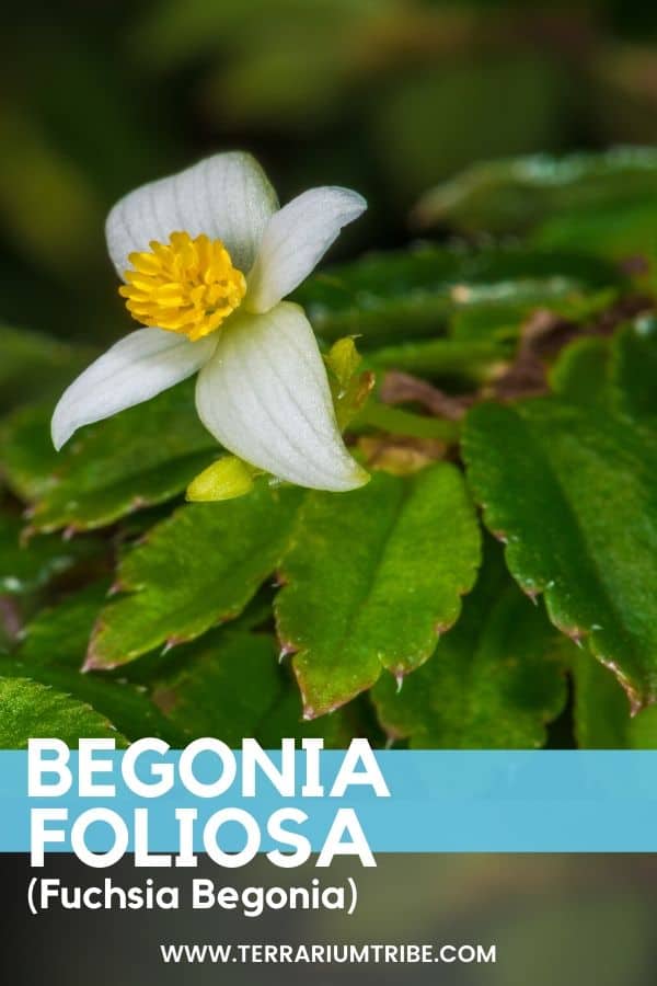 Begonia Foliosa