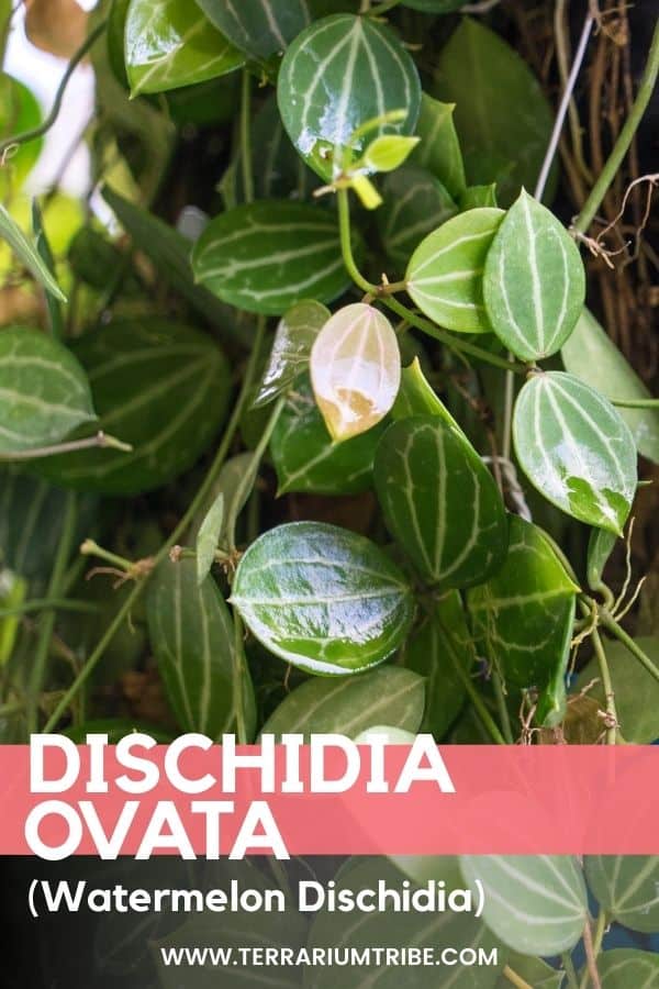 Dischidia ovata (Watermelon Dischidia)