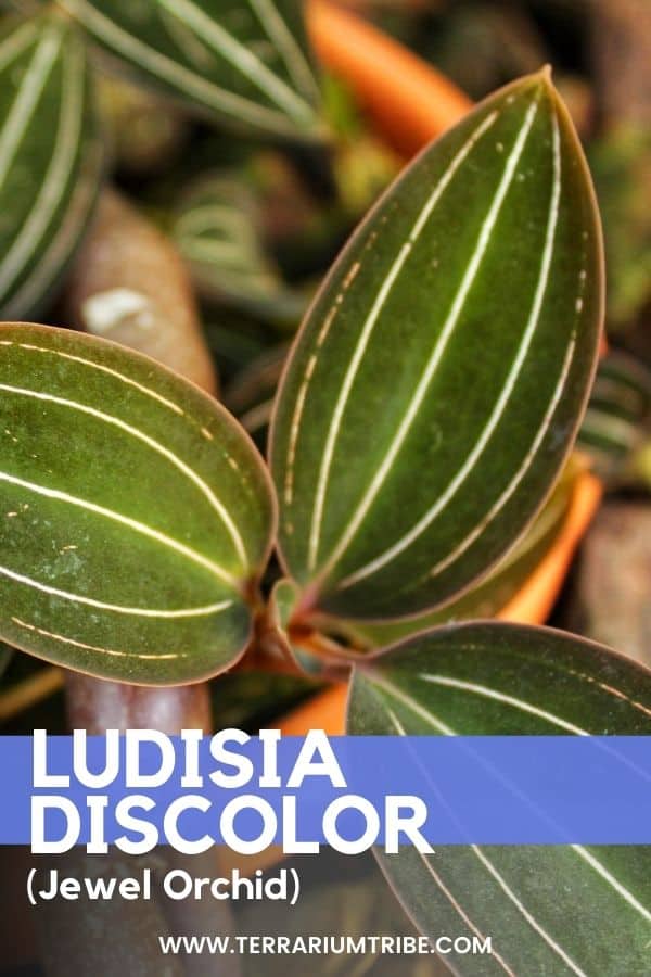 Ludisia discolor (Jewel Orchid)