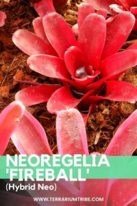 Neoregelia 'Fireball' (Neo)
