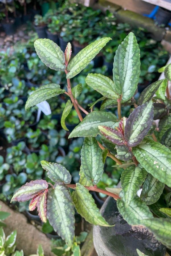 Trailing Watermelon Begonia