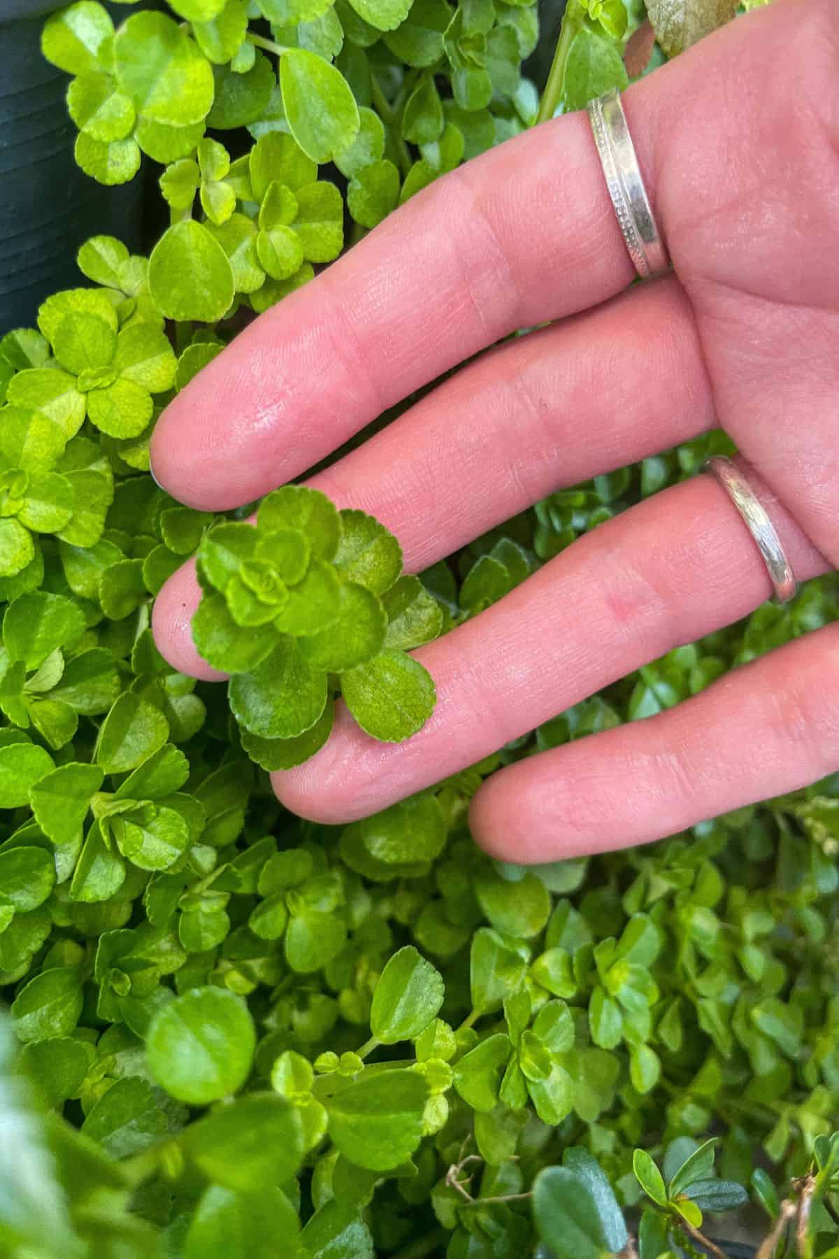 Pilea depressa leaves