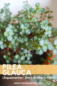 Pilea glauca (Aquamarine)