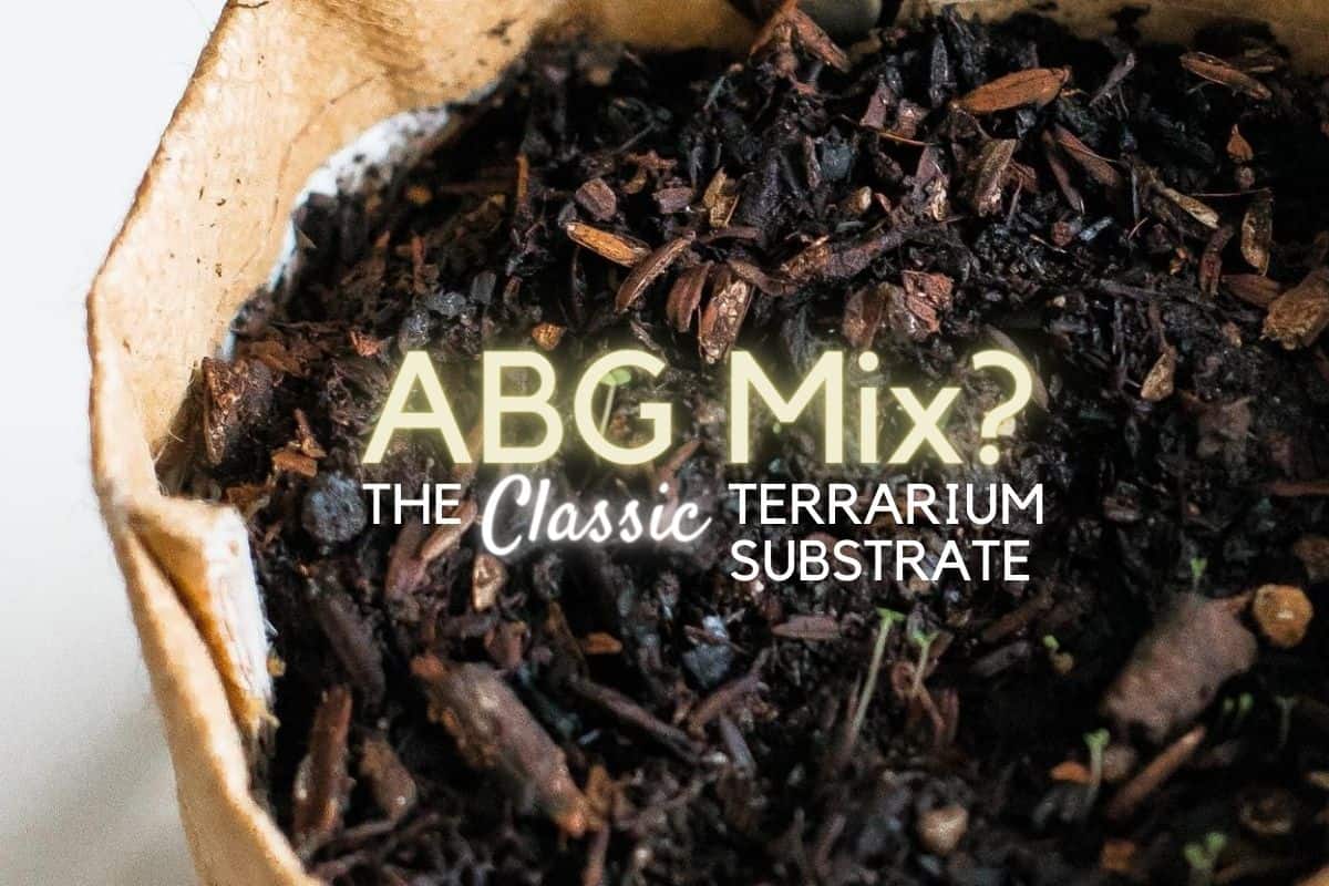 ABG Mix The Classic Terrarium Substrate Recipe Terrarium Tribe